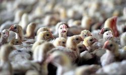 İspanya'da kuş gribi alarmı!