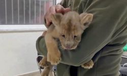 İstanbul'da yavru Afrika aslanı ele geçirildi