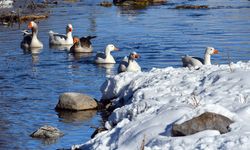 Kars'ta kazlar buz tutmayan derelerde yüzdü