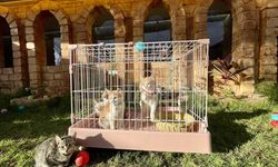 Libya'nın ilk 5 yıldızlı kedi oteli, kedilere lüks hizmet sunuyor