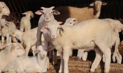 Trakya'da damızlık küçükbaş hayvanlar bilimsel verilerle tespit edilecek