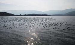 Yağışlarla nefes alan Bafa Gölü'nde doğal yaşam yeniden canlandı