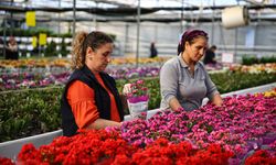 Yılbaşı öncesinde çiçekçilerde hareketlilik yaşanıyor