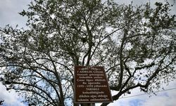 Türkiye'de 10 bin 503 anıt ağaç koruma altında