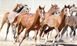 Malatya’da feci kaza: 6 safkan Arap tayı telef oldu