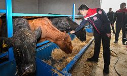 Kırmızı et üretimini artıracak proje meyvelerini vermeye başladı