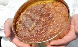 Doğu Karadeniz'in 11 aylık bal ihracatı 1,9 milyon doları aştı