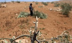 Ramallah'ta zeytinliklere saldırı: 200 ağaç söküldü