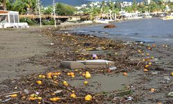 Bodrum'da sağanak yağış atıkları kıyıya vurdu