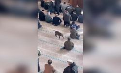 Camide başıboş pitbull skandalı!