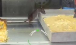 Bu kadarına da pes! Börek tezgahında fare