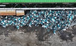 İBB'nin bisiklet mezarlığı: Binlercesi çürümeye terk edildi