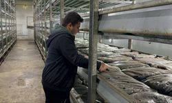 Devlet desteğiyle kurduğu tesiste hem mantar hem de elektrik üretiyor