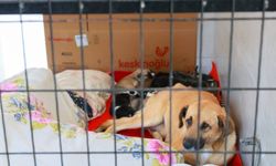 Sahiplendiği iki köpeği sokağa atan şahsa rekor ceza