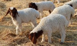 Türkiye'nin dev işletmesinde 60 bin kuzu dünyaya geldi