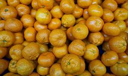 Mandalinada tarihi ihracat rekoru