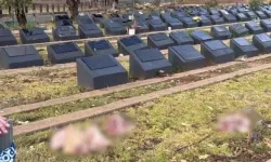 Avustralya'da Müslüman mezarlığına domuz başlı saldırı!