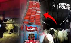 Koyunların karnına uyuşturucu sakladılar