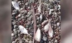 Ölü balıklar kıyıya vurdu! Bölgede inceleme başlatıldı
