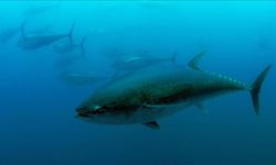 Mavi yüzgeçli orkinos kotası 3 bin 95 tona yükseldi