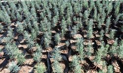 Gabar petrol sahasına yeşil dokunuş