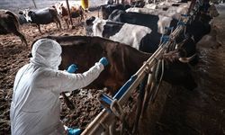 Sakarya'da 37 mahallede şap karantinası başlatıldı