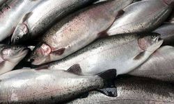 Doğu Karadeniz'in Türk somonu ihracatı 164 milyon doları aştı