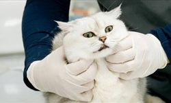 Veteriner Kontrol Enstitüleri 21 yeni laboratuvarla güçlendirilecek