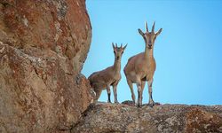 Yaban keçisi avlayan kişiye 966 bin lira ceza kesildi