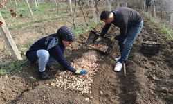 Adanalı girişimci, yetiştirdiği ak zambak soğanlarıyla ihracata hazırlanıyor