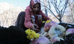 Sebzelerin tazeliğini toprak altında saklayarak koruyorlar