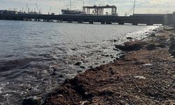 Tekirdağ'da lodos nedeniyle sahilde kırmızı yosun birikti