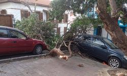 Kaş’ta fırtına: Ağaçlar söküldü, elektrik direkleri devrildi