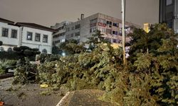 Antalya'da hortum çevreye zarar verdi