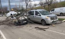 Bursa'da kuvvetli rüzgar: Ağaçlar devrildi