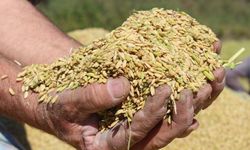 TMO, çeltik alım fiyatlarını belirledi