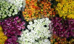 Türkiye'den 83 ülkeye 160 milyon dolarlık çiçek ihracatı