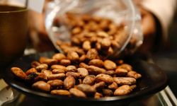 Türkiye'den kakao ihracatında rekor