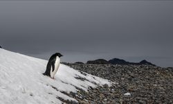Sosyal medyada gündem olan penguen olayı nedir? Nihilist penguen neyi anlatıyor?