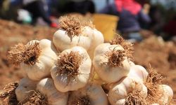 Kastamonu'da sarımsak dikimine başlandı