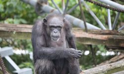 Şempanze Ai, 49 yaşında öldü