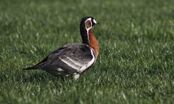 Rize'de Sibirya kazı görüntülendi