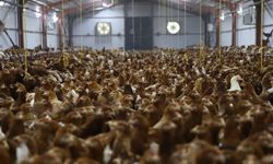 Kanatlı hayvan yetiştiriciliğinde teknik ve sağlık şartları belirlendi
