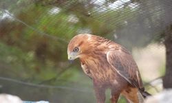 11 bin yaban hayvanı tedavi edildi