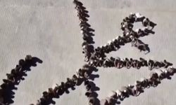 Adıyaman'da minik yüreklerden büyük mesaj!