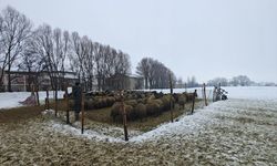 Muş'ta devlet desteğiyle hayvancılık gelişiyor