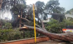 Ödemiş'te devrilen çam ağacı okulun bahçe duvarında hasara neden oldu