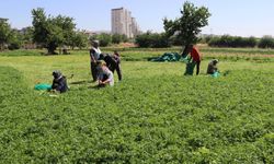 IPARD-III programında 214 projeye 1,7 milyar lira hibe