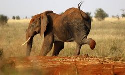 Tayland'da kamp yapan turist, filin saldırısı sonucu hayatını kaybetti