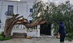 Muğla'da fırtına ağaçları devirdi